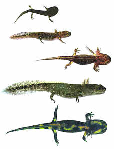 Larven des Feuersalamander