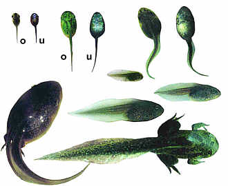 Knoblauchkrötenlarven