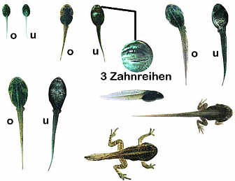 Moorfroschlarven