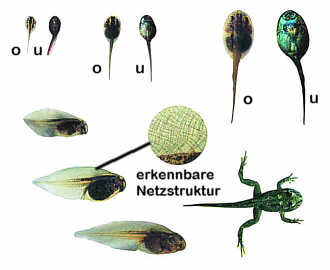 Rotbauchunkenlarven