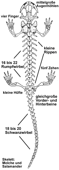 Molche und Salamander